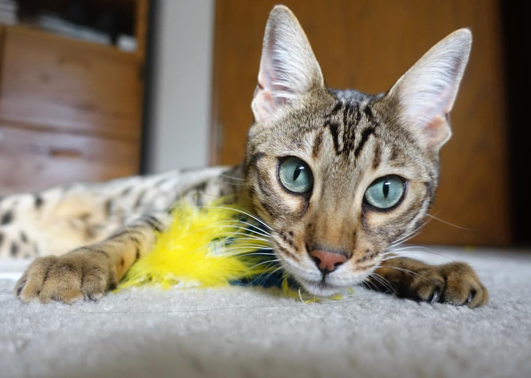 2026世界杯之夜，德罗赞攻防两端的绝对统治